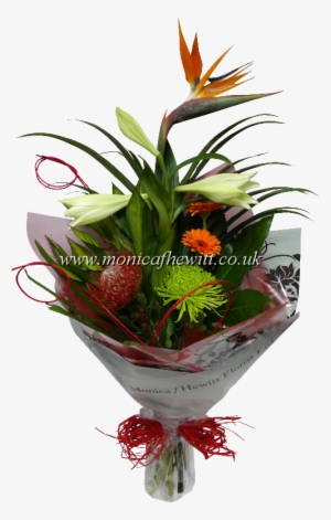 Bird Of Paradise - Bird-of-paradise #3466434