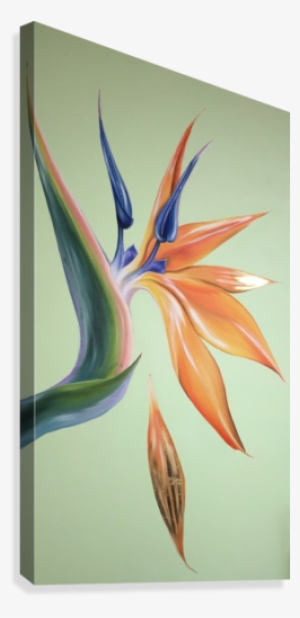 Bird Of Paradise #3466544