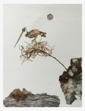 “ready At Cliff's Edge/bird In Paradise” #3466549