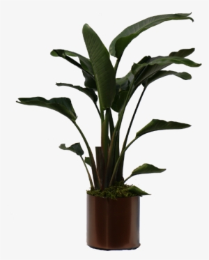 #bird Of Paradise- Package - Banana Plant #3466643