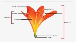 Flower Anatomy In Clivia Miniata - Bird Of Paradise Flower Diagram #3467018