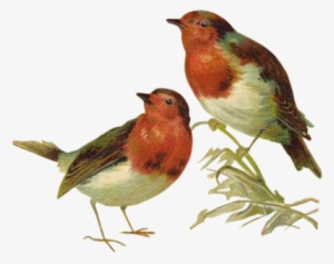 Victorian Birds 1 Quaddles By Quaddles - Victorian Birds #3468377