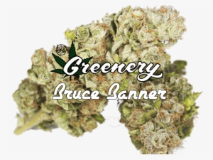 Bruce Banner - Weed Strain Png #3469514