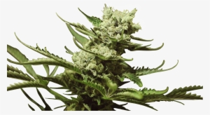 Bruce Banner Iii - Flower #3469584