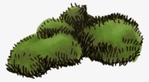 Read More - Durian #3469851