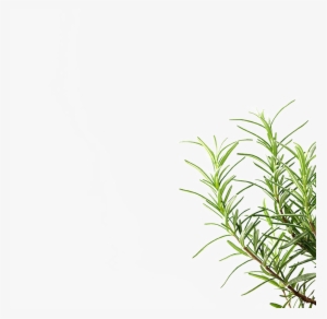 Png Transparente De Tres Plantas En La Carretera - Portable Network Graphics #3471954