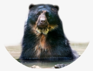 Tremarctos Ornatus Tremarctos Ornatus Spectacled Bear - Spectacled Bear #3476989