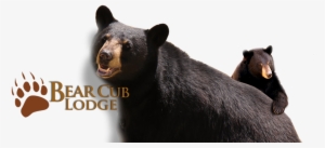 Share This Page - Elk Springs- Bear Club Lodge #3477150