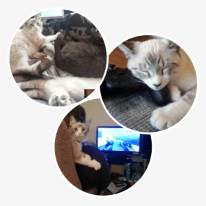 Artemis And Luna - Asian #3478716