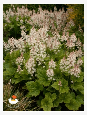 Tiarella 'tiger Stripe' - Great Masterwort #3480620