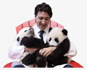 Justin Troudeau Holding Two Pandas Png - Justin Trudeau Panda Gif #3482042