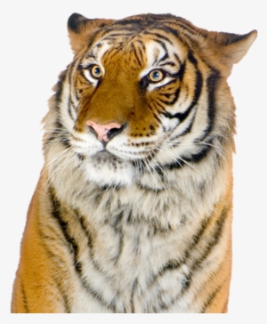 Giant Realistic Flying Tiger - Siberian Tiger #3488378