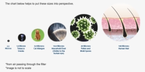 Reading Safari Magazine: Microbes [book] #3489008