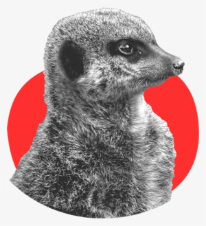 Meerkat Brown #3490640