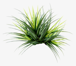 Editando Photoshop - Plantas-png - Fan Palm Leaf Png #3490899