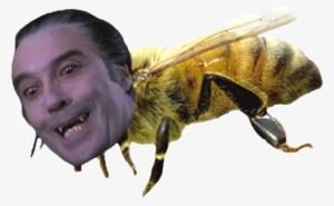 Report Abuse - Maine State Insect #3491886