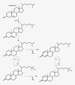 Steroids-overview - Diagram #3493899