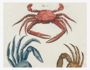 Crabs - Guinotia Dentata #3494092