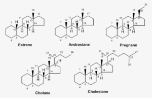 In This Section, We Have Classified Steroids Into Five - Diagram #3494152