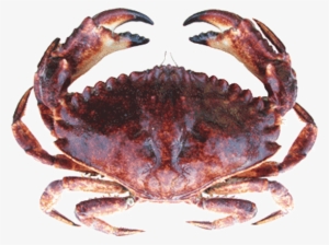 Red Rock Crab - Rock Crab #3494289