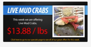 Live Mud Crabs » Live Mud Crabs - Mud Crab For Sale #3494581