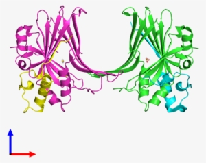 Pdb 3kys Coloured By Chain And Viewed From The Front - Graphic Design #3495164