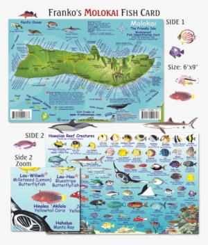 Franko Maps Molokai Hawaii Reef Dive Creature Guide - Franko Maps Molokai Reef Creatures Card Mini #3495165
