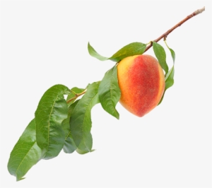 Peach Flavor - Peach Branch Png #350022