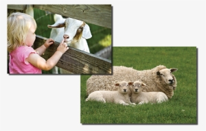 Goats And Sheep - Cafepress Sticker (rectangle) - Two Little Lambs Looking #350297