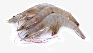 Shrimp - Vannamei Hoso #350499