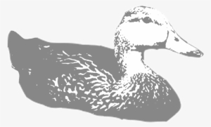 Molted-duck - Duck #350518