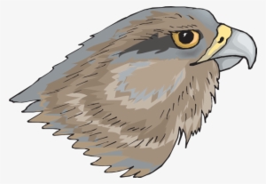 Free Hawk Clipart The Cliparts - Cabeza De Un Ave #351439