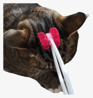 Cat Face Massager - Massage #351522