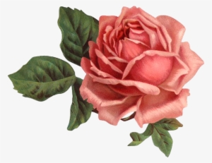 Imágenes Vintage - Old Rose Informant By Brent C Dickerson #351673