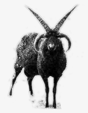 Betula Pendula Source - Black Goat #351849