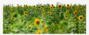 Sunflowers - Field Of Sunflowers Png #351971