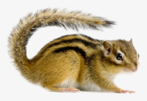 Squirrel - Animal Que Se Parece A Una Ardilla #352035