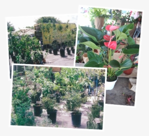 Garden - Honeysuckle #352112