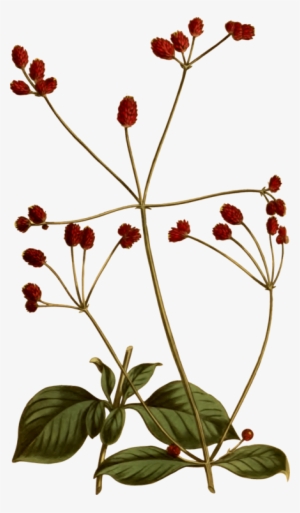 Botany Illustration Painting Petal Free Commercial - Botany #352302