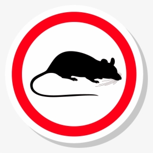 Rats And Mice - Rat #352766