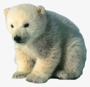 Bear - Animals With Hair And Fur #353432