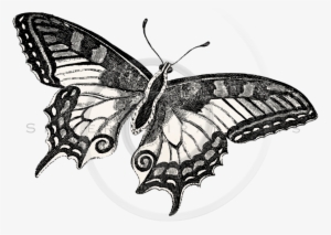 Butterflies Png #354194