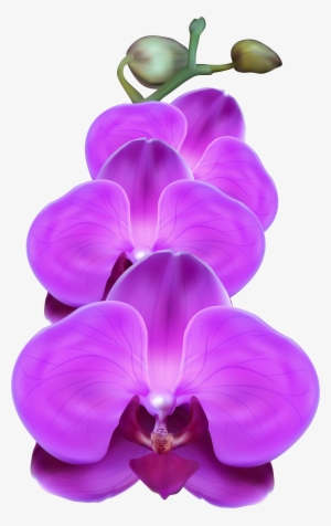 Purple Orchid #354323
