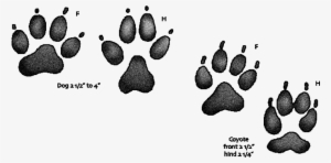 Dog Vs Coyote Paw Print - Dogs Vs Coyote Paw #354499