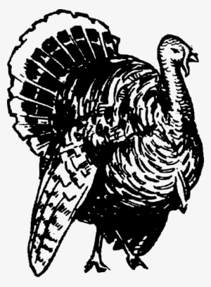 Jpg Library Library Turkey Drawing Clip Art At Clker - Wild Turkey Clip Art Black And White #354644