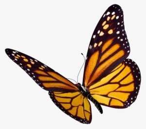 Monarch Butterfly Transparent Background #355246