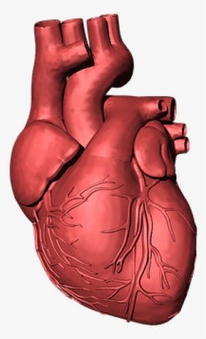 En Este Ámbito La Fisioterapia Ha Adquirido Una Gran - Human Heart Transparent Background #355321