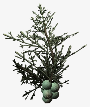 Food Skyrim Wiki Other Raw - Juniper Transparent Background #355877