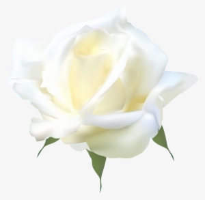 White Rose Png Clip Art #356198