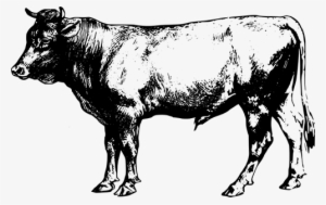 Bull - Cattle Clipart #356266